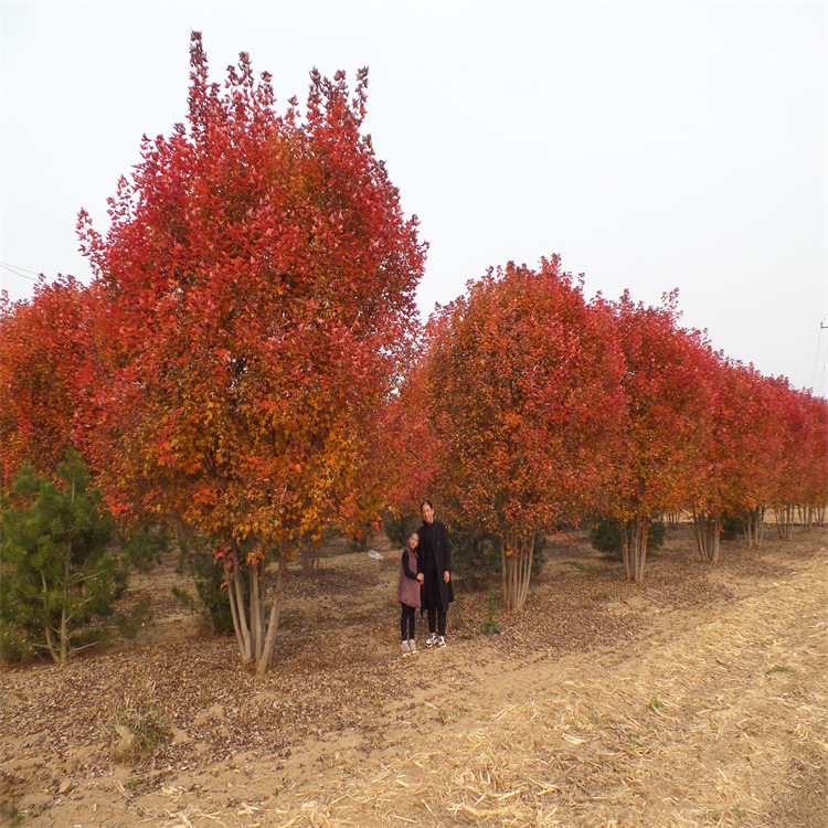 加入进货单买家服务支付方式丛生美国红点红枫是一种美丽的观叶树种