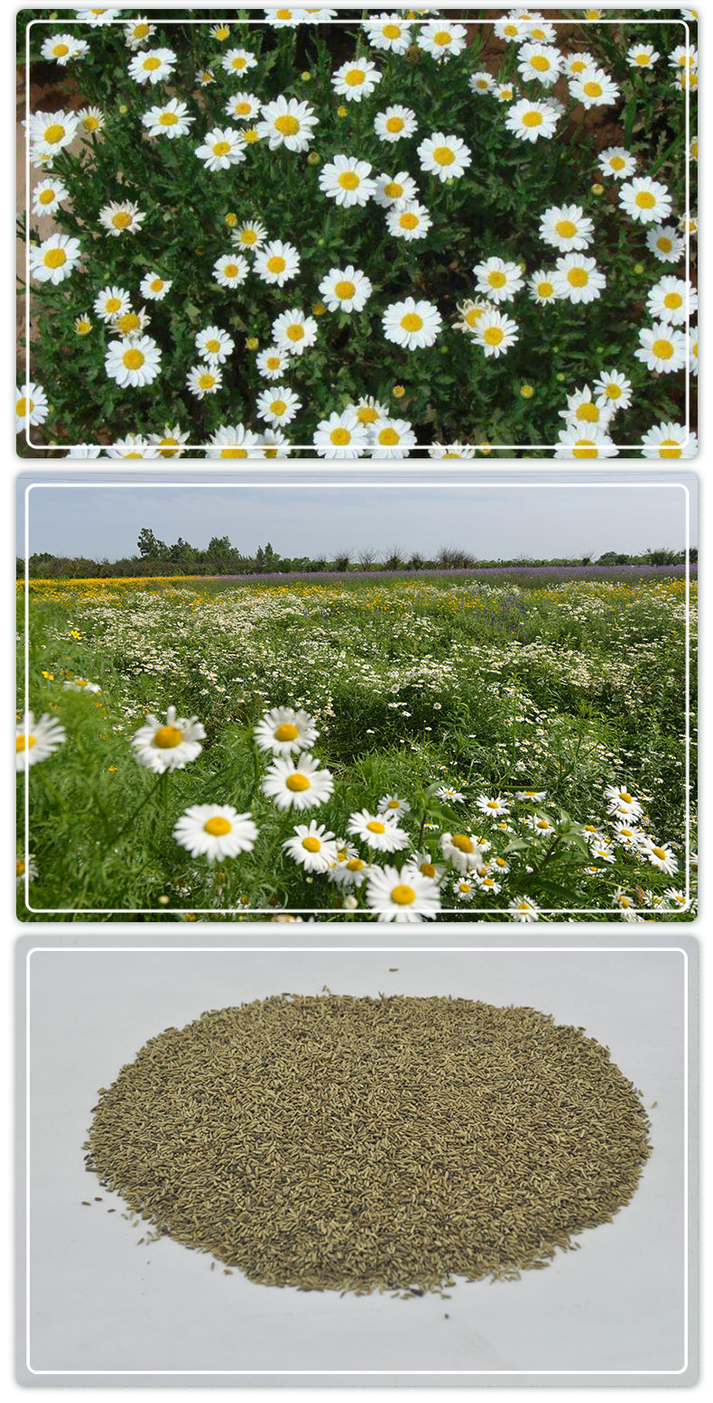 厂家批发田野白晶菊 园林工程白晶菊花海阳台盆栽小雏菊花卉种子