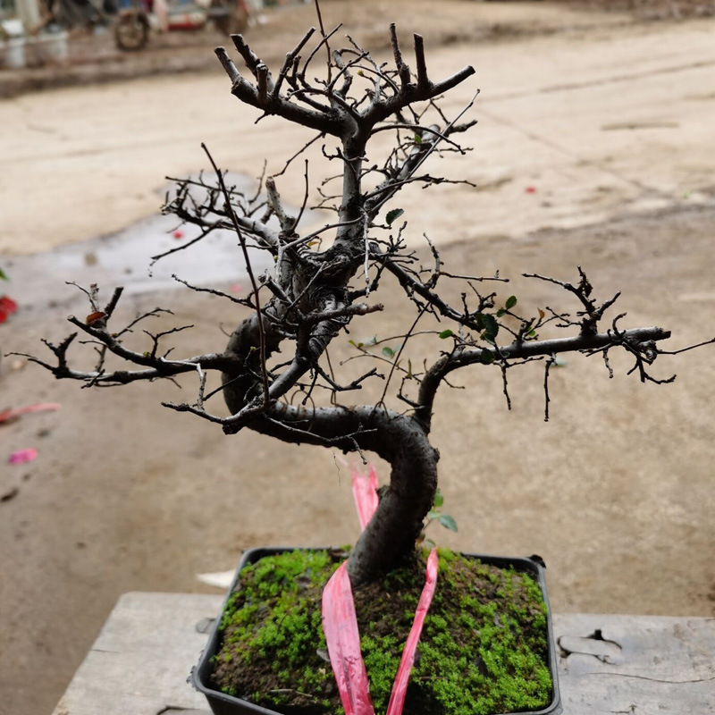 小叶雀梅 榔榆 榆树罗汉松真柏绿植花卉盆栽盆景植物造型苗-阿里巴巴