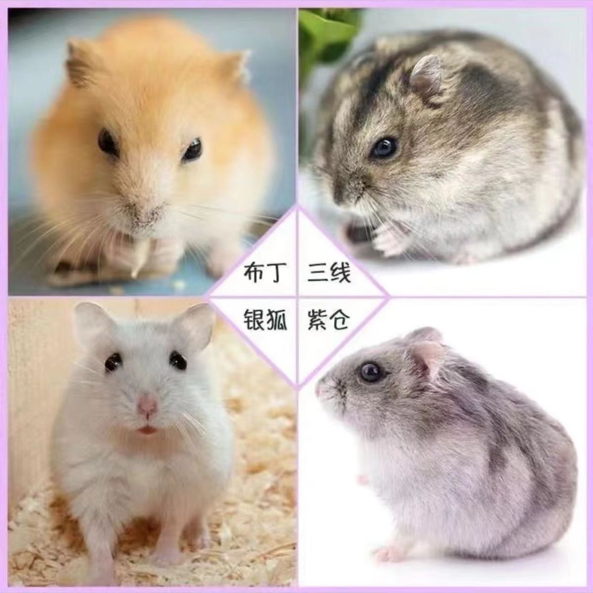 仓鼠活体三线布丁紫仓银狐小宠养殖厂奶茶公婆一件代发-阿里巴巴