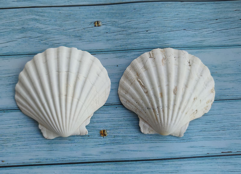 天然海螺贝壳超大白扇贝夏夷贝地中海家居水族装饰造景彩色狮爪贝
