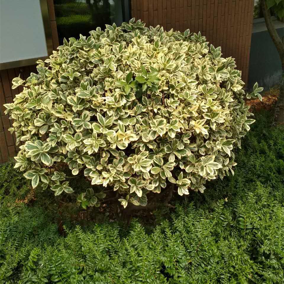 金边黄杨球观叶金边冬青苗庭院绿化四季常青篱笆植物花叶冬青树苗