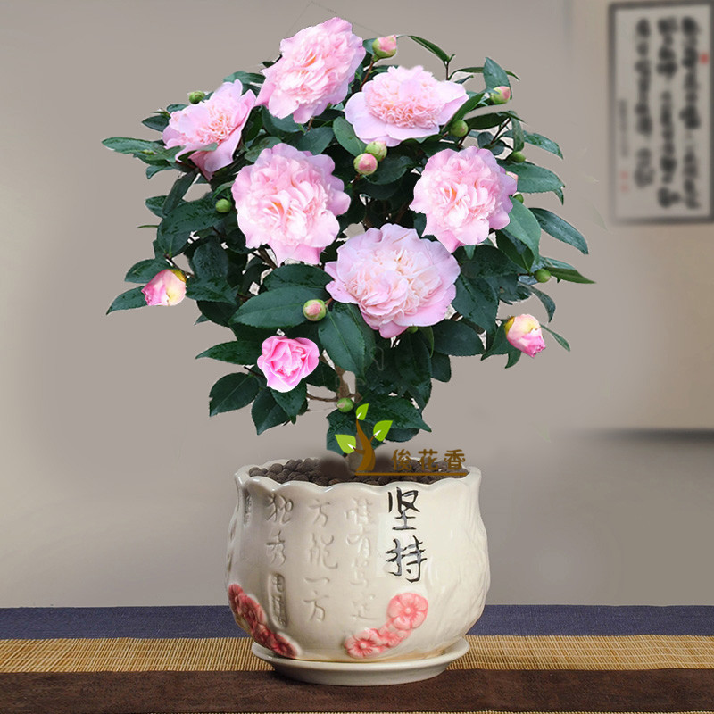 【48小时发货】香妃茶花盆栽山茶花树苗带花苞浓香型绿植阳台庭院