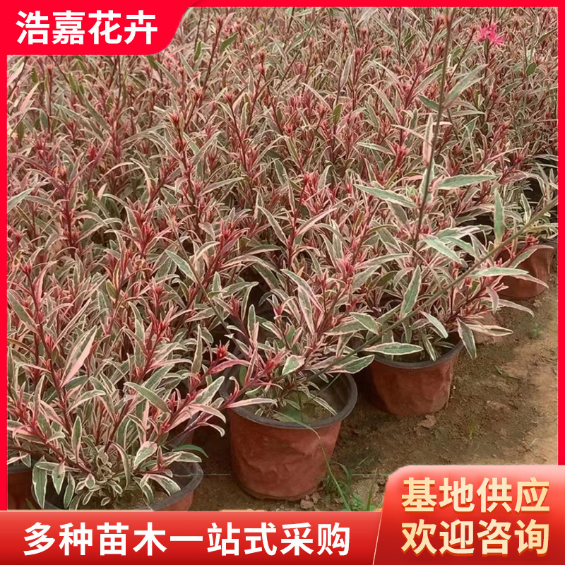 山桃草种子 山桃草千鸟花青州宿根花卉  绿化园林绿化苗小苗盆栽