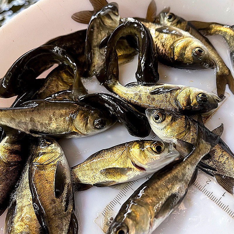 花鲢鱼苗黑鲢胖头鱼苗食用小鱼苗淡水大头鱼养殖活体包邮包活