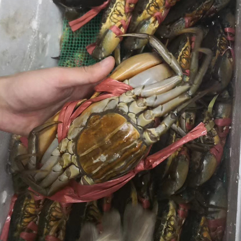 鲜活青膏蟹青蟹螃蟹红鲟母蟹红膏黄膏海产品活蟹海蟹【50斤起批】