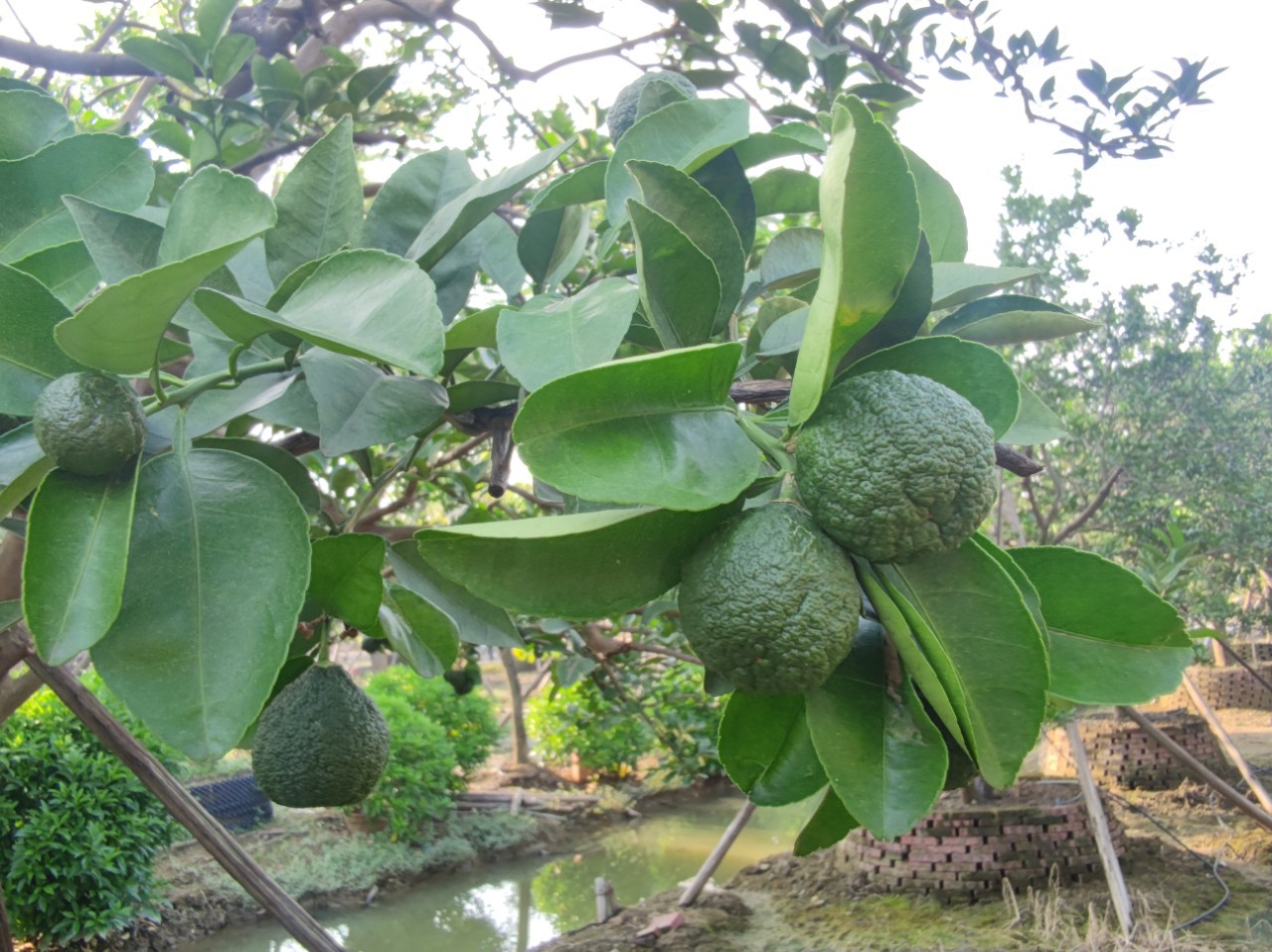 2110基地供应 全冠多杆 丛生 香橼 香泡 4-7米高假植苗 庭院楼盘