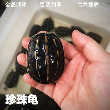 外塘珍珠龟宠物中华花龟台湾草龟杂交观赏龟水龟