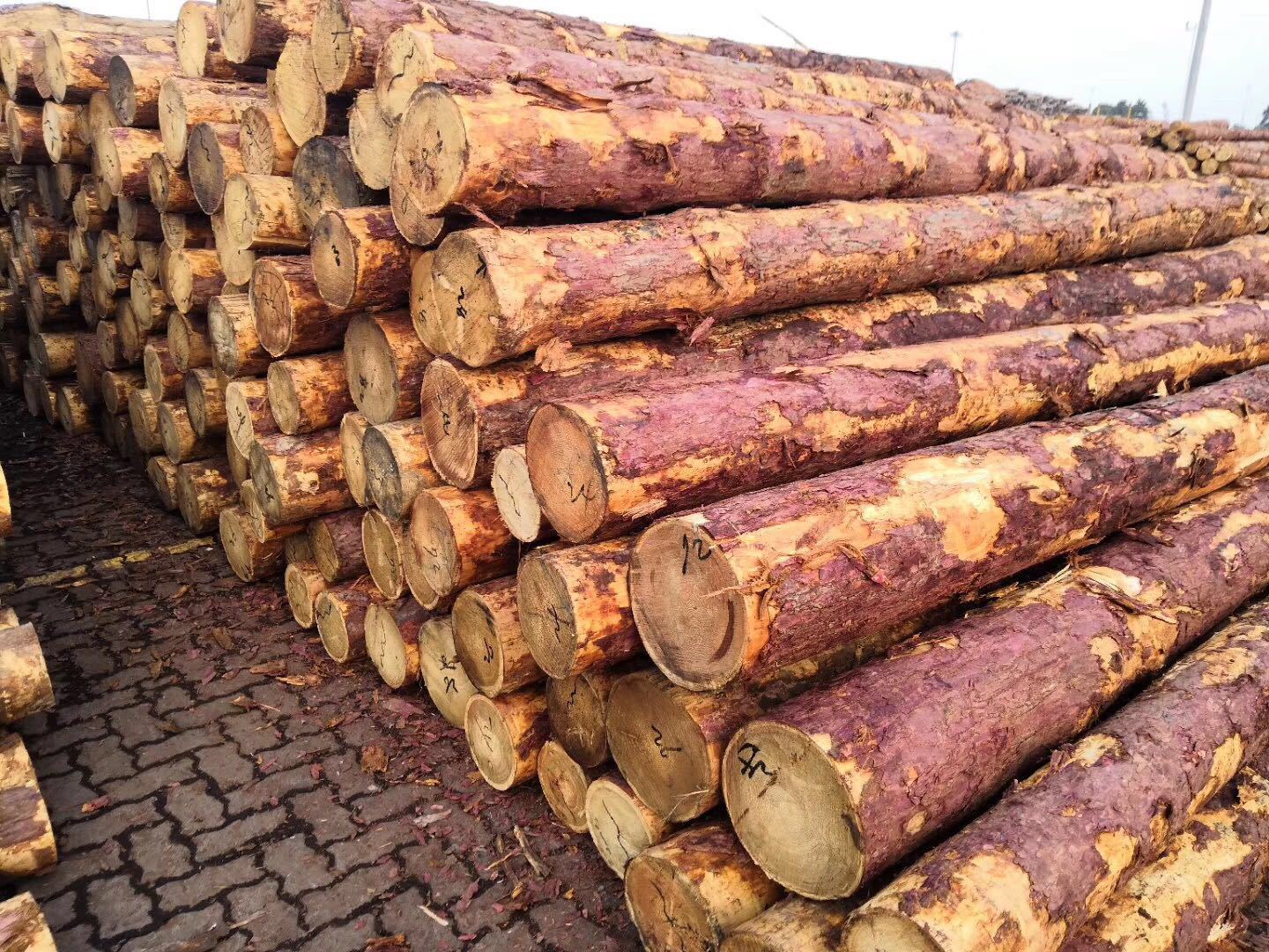 供应落叶松原木小杆工地河道防汛打桩木剥皮削尖防腐落叶松松木桩