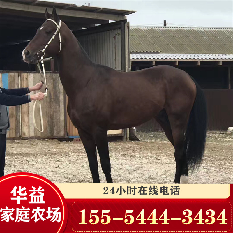 骑乘马的 哪有卖蒙古马 阿拉伯马的一匹 伊犁马
