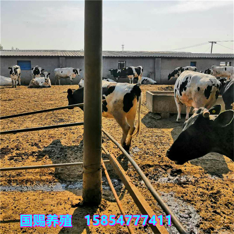 高产奶牛养殖场 肉牛苗 奶牛 小牛 牛犊 西门塔尔 养牛如何销售