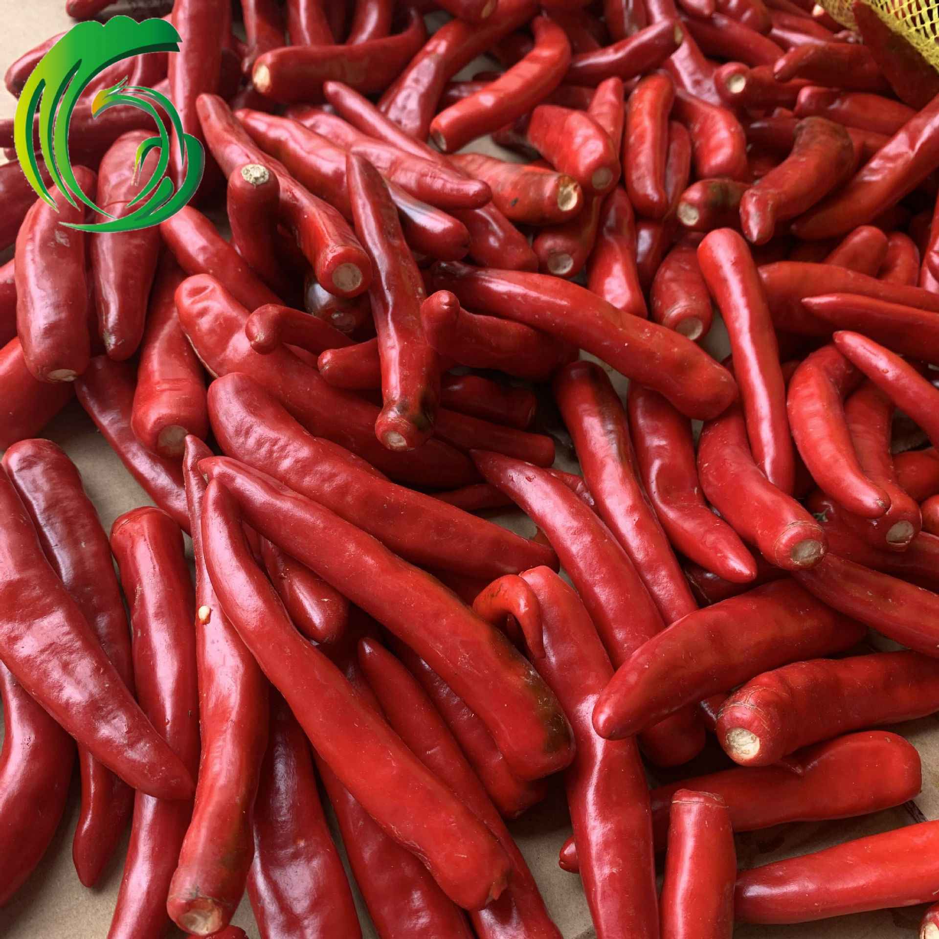 2021冷冻金塔辣椒圈 5-7mm 工厂直供 山东产地 出口韩国 欧美 brc