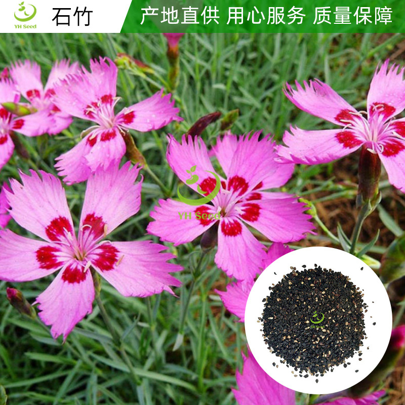 常夏石竹种子 美国石竹种子 四季盆栽花卉种子