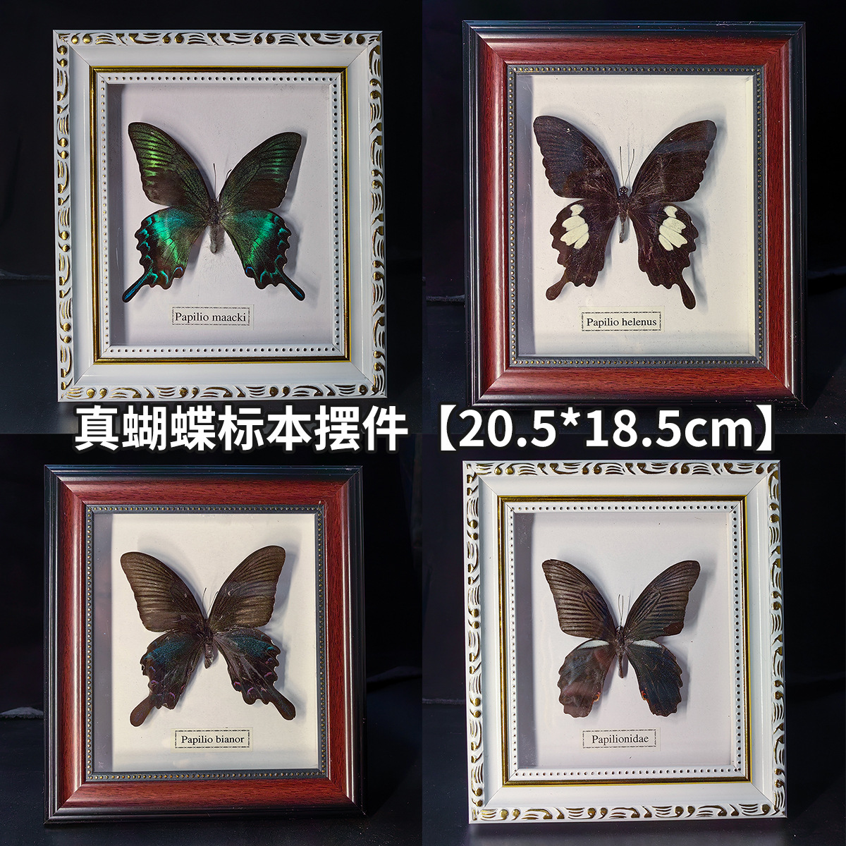 Butterfly Specimens Insect Photo Frame Butterfly Crafts Teaching Collection Decorations Phoenix Butterfly Three-Dimensional Decoration Birthday Gift