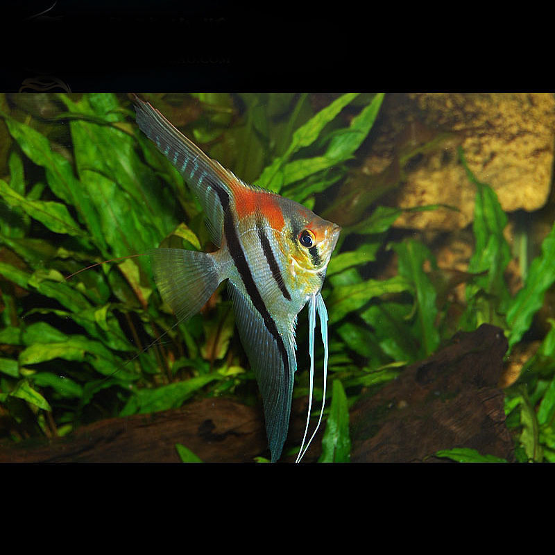 神仙鱼红背埃及燕鱼伊莎贝尔热带鱼观赏鱼小型鱼秘录神仙燕鱼