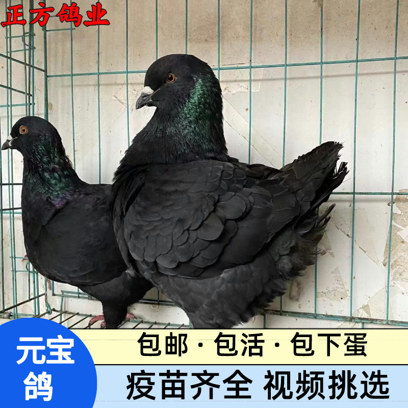 大体黑色元宝鸽活体种鸽 幼鸽养殖技术圆环鸽产蛋快利润高公斤鸽