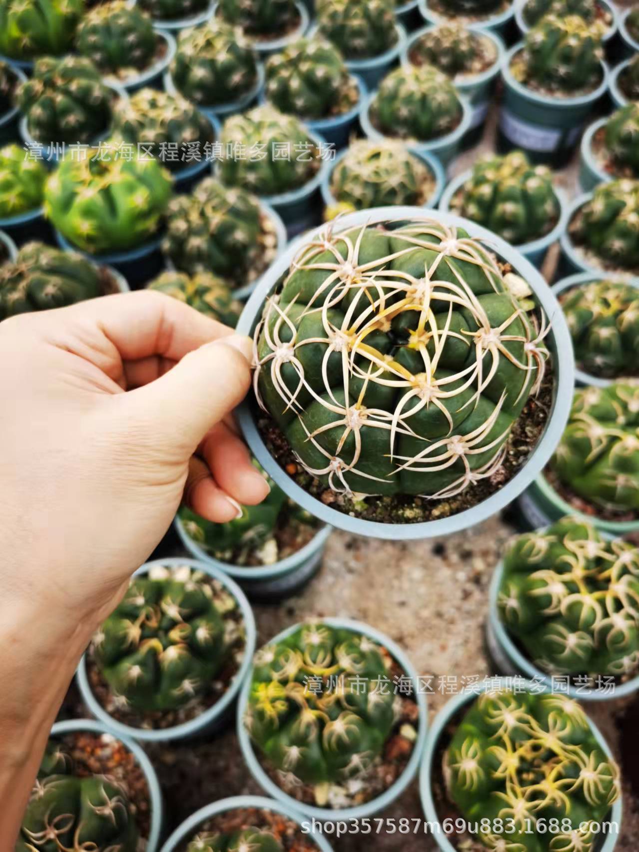 精美海王趴刺实生美花海王仙人球仙人掌多肉植物沙生植物景观盆栽
