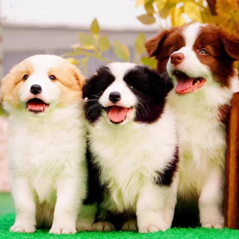 纯种边境牧羊犬幼犬活体七白三通黑白红色宠物狗幼崽边境牧羊犬