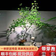 吊钟带芽孢日本水养鲜切水培植物真树绿植日式马醉木客厅家用时尚