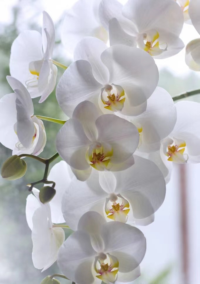 蝴蝶兰高品质大白v3鲜切花