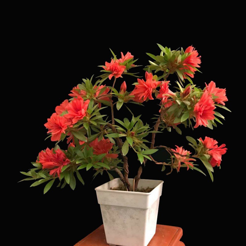 日本皋月杜鹃稀有品种沙浪趣味盆栽精美原生重瓣大花庭院绿植花卉