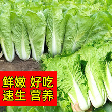 四季奶油小白菜种子速生快菜种子春夏季庭院盆栽耐热蔬菜种子大全