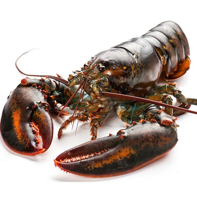 波士顿龙虾大波龙鲜活海鲜速冻澳洲澳龙超大特大1只装1至10斤海产