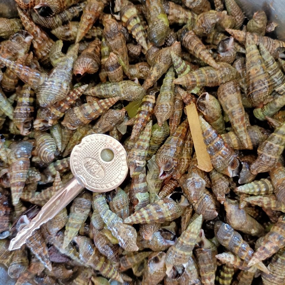 鲜活发货海锥海抽海瓜子钉螺麻辣海嘴嘴海螺丝阴凉处可以放1个月