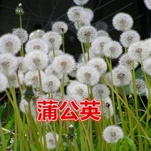 基地批发蒲公英种子婆婆丁种籽春秋冬季种植野菜种孑四季盆栽蔬菜