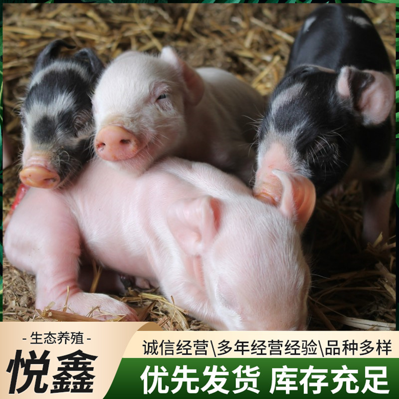 0成交0头出售宠物小香猪幼崽迷你宠物小香猪活体批发农场散养正宗巴马