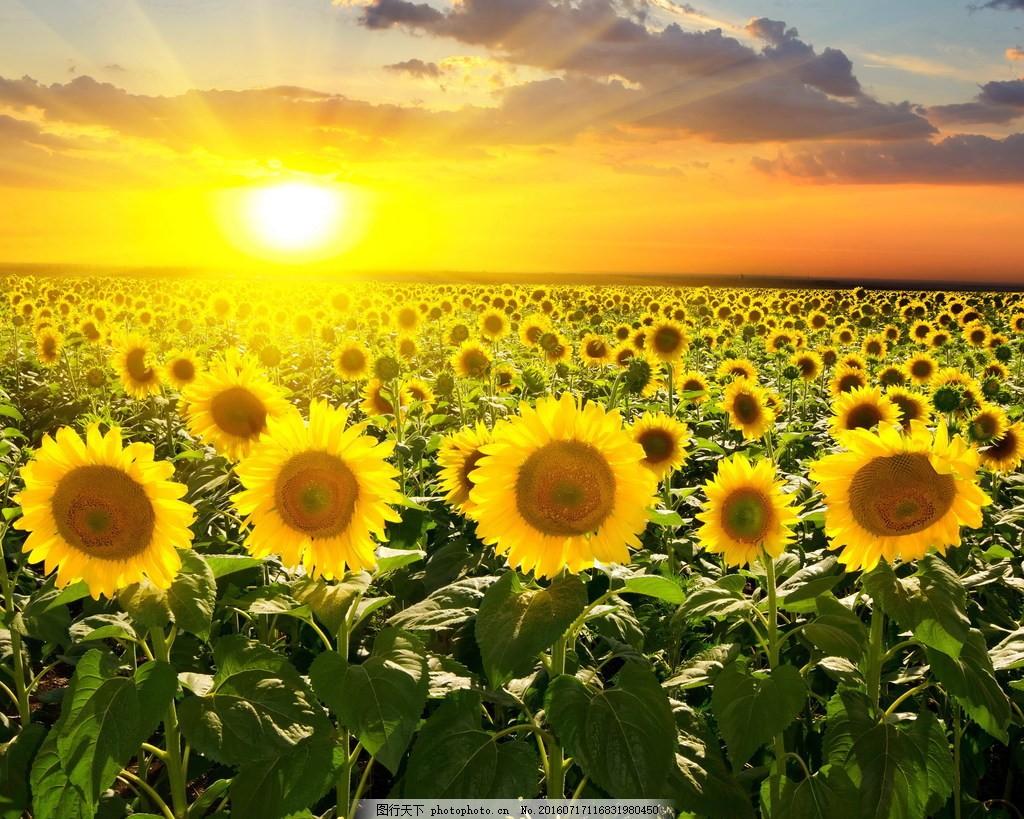 来图定制手工diy十字绣钻石画夕阳日出向日葵钻石绣diy