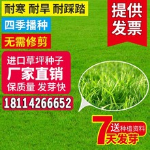 四季青草坪种子狗牙根高羊茅护坡型冷季型草籽工程绿化花草种子