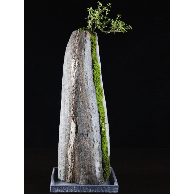 石头花盆倒扣盆六月雪悬崖式景观附石菖蒲黑松柏假山盆景造景装饰