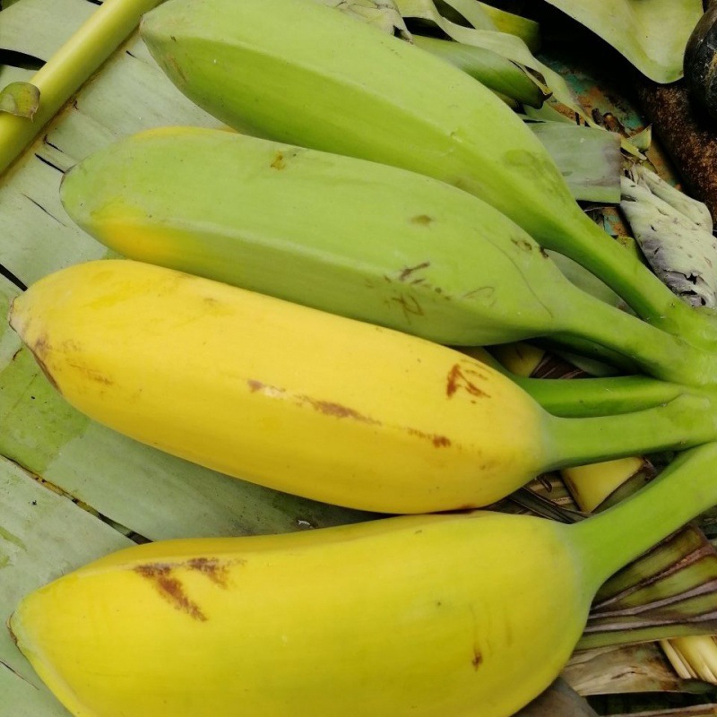 广西牛蕉土芭蕉香蕉整串新鲜产地直销水果5斤9斤装-阿里巴巴