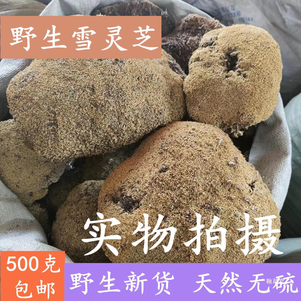 野山雪灵芝西藏高海拔特产天然草灵芝500克 肺部真货好货