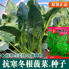 抗寒冻根菠菜种子 国产蔬菜吉林耐寒越冬菠采东北秋波菜 春天发芽