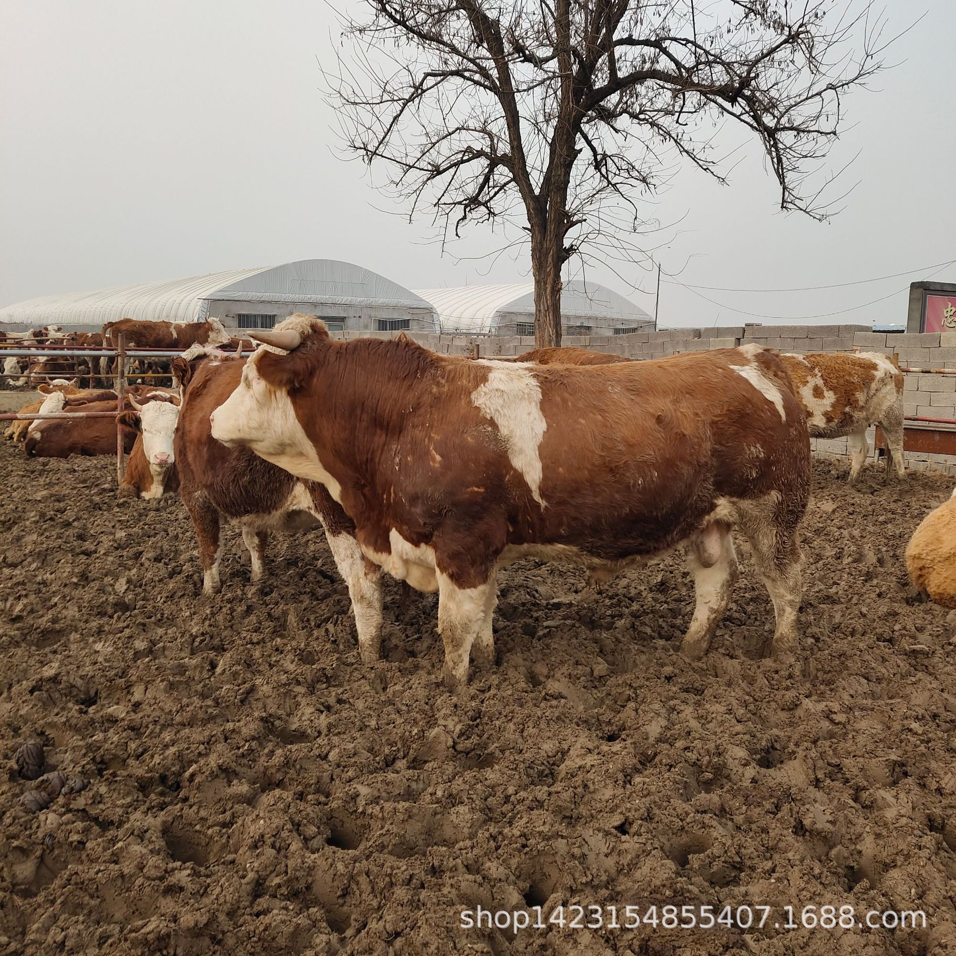 西门塔尔肉牛苗 五元育肥黄牛小牛犊 便宜的肉牛犊活牛苗养殖场
