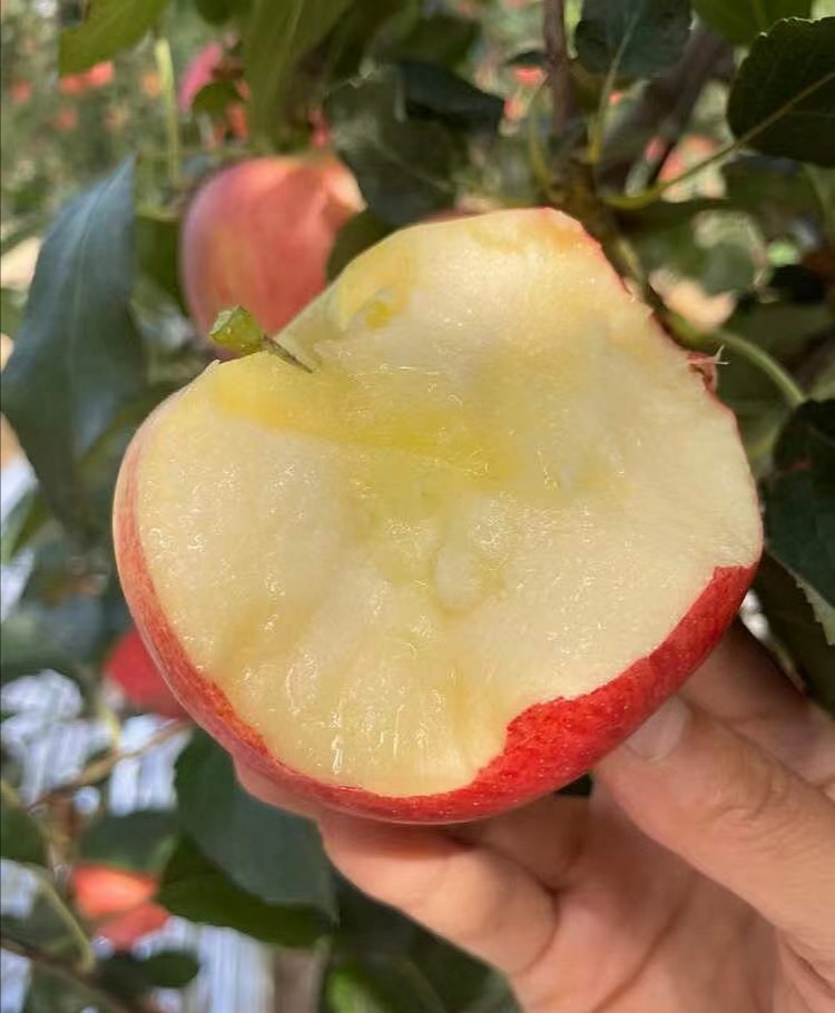 山东烟台嘎啦苹果新鲜水果脆甜现摘孕妇应季整箱红富士苹果冰糖心