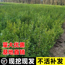 一件代发小叶黄杨苗四季常青庭院绿篱围墙植物绿化带道路两旁用苗