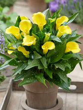 彩色马蹄莲进口球根种球多年生室内室外盆栽彩色四季开花不断植物