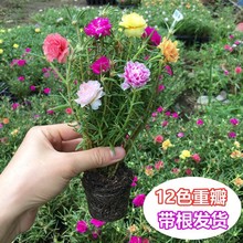 太阳花盆栽苗重瓣新品进口宿根多色四季开花耐热花卉带花苞阳台