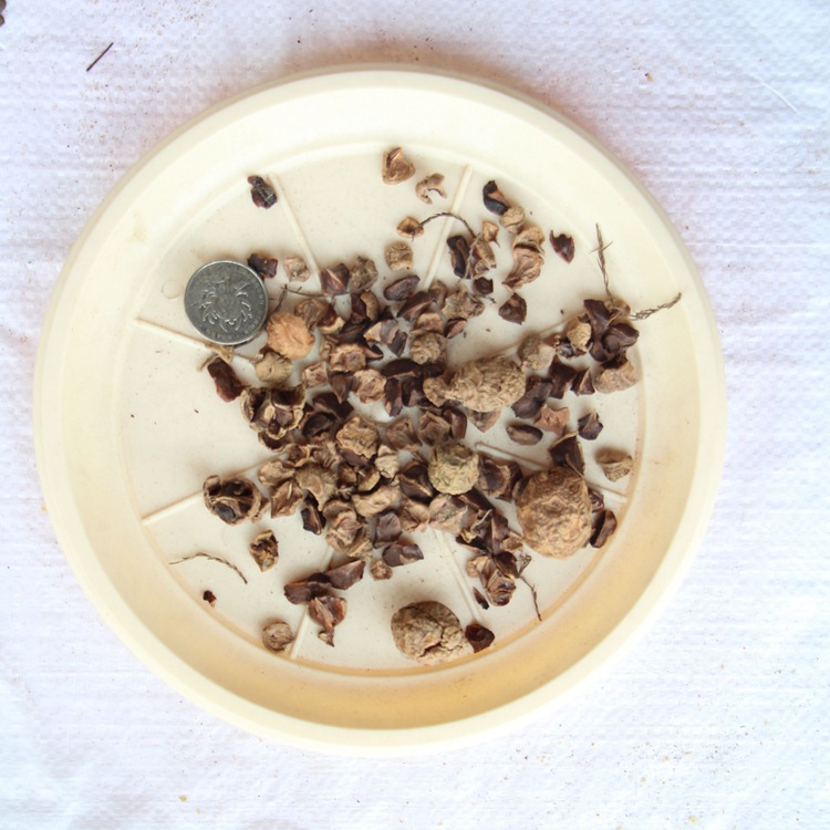 新采池杉种子 厂家直销 池杉种子 水杉种子 品种 绿化苗木