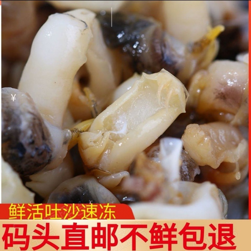 速冻尖螺海瓜子海螺丝新鲜钉螺冷冻海锥烧烤夜宵海鲜一件代发