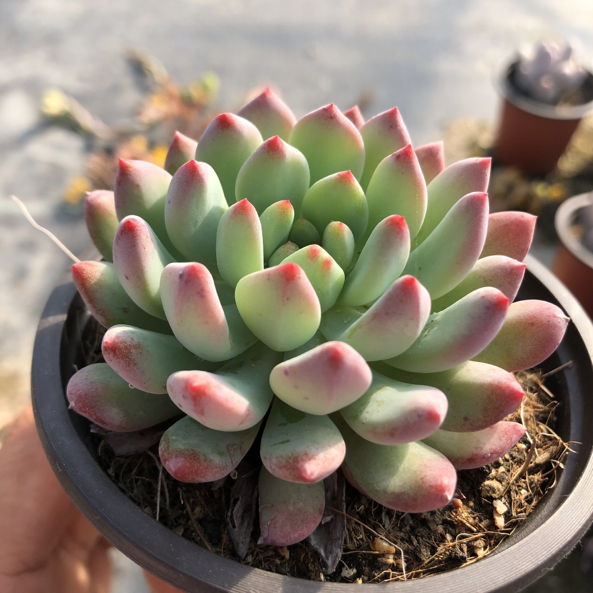 多肉植物 多肉精品小盆栽肉肉玉露室内老桩开花稀有品种大颗好养