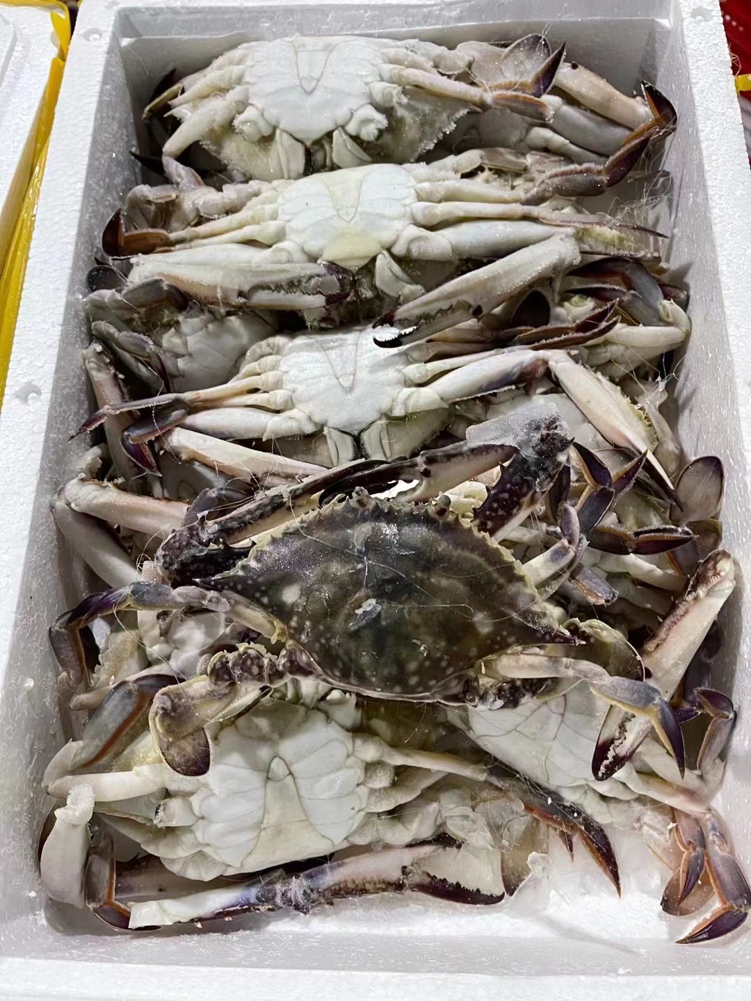 批发舟山梭子蟹新鲜急冻螃蟹白蟹海蟹红膏蟹冷冻海鲜水产酒楼食材