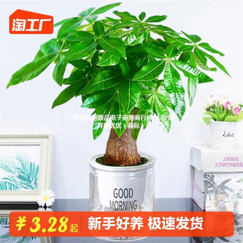 发财树盆栽绿植物大金钱树办公室内吸甲醛绿萝文竹水培富贵竹好养