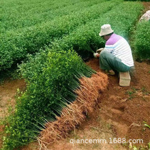 枸橘苗枳壳苗绿篱带刺树苗篱笆栅栏铁篱寨枳实苗嫁接砧木护院植物