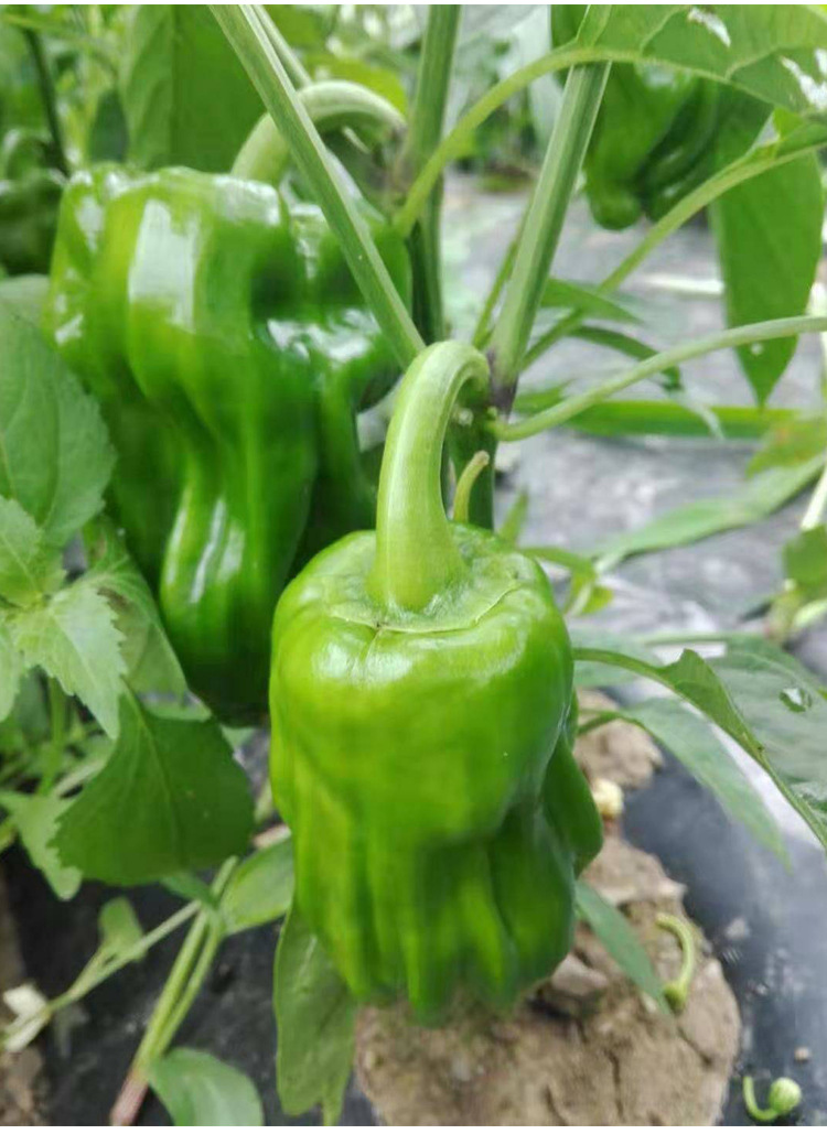 灯笼型香辣皱皮种籽麻辣椒种子春夏秋冬四季阳台盆栽蔬菜种孑包邮