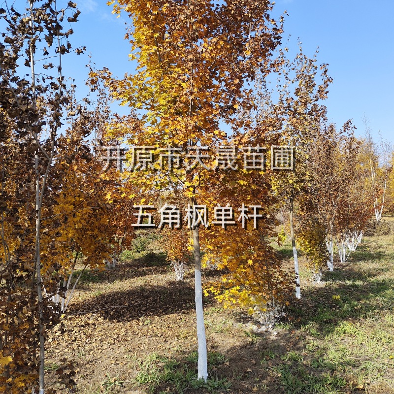独杆五角枫 东北观赏性枫树 售楼处庭院小区绿化 耐寒乔木 单杆