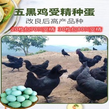 五黑鸡种蛋五黑一绿种蛋可孵化受精蛋受精率高新鲜绿壳蛋土鸡蛋